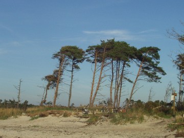 Weststrand Windfl&uuml;chter