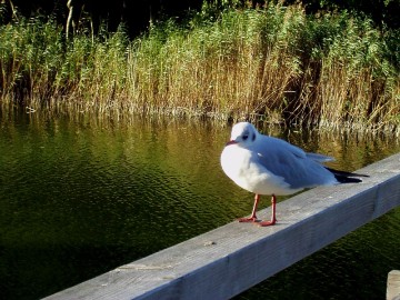 M&ouml;veam Strand&uuml;bergang