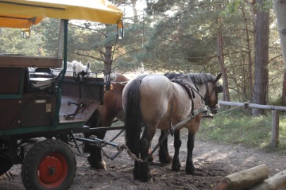 Pferdekutsche im Ostseebad Prerow